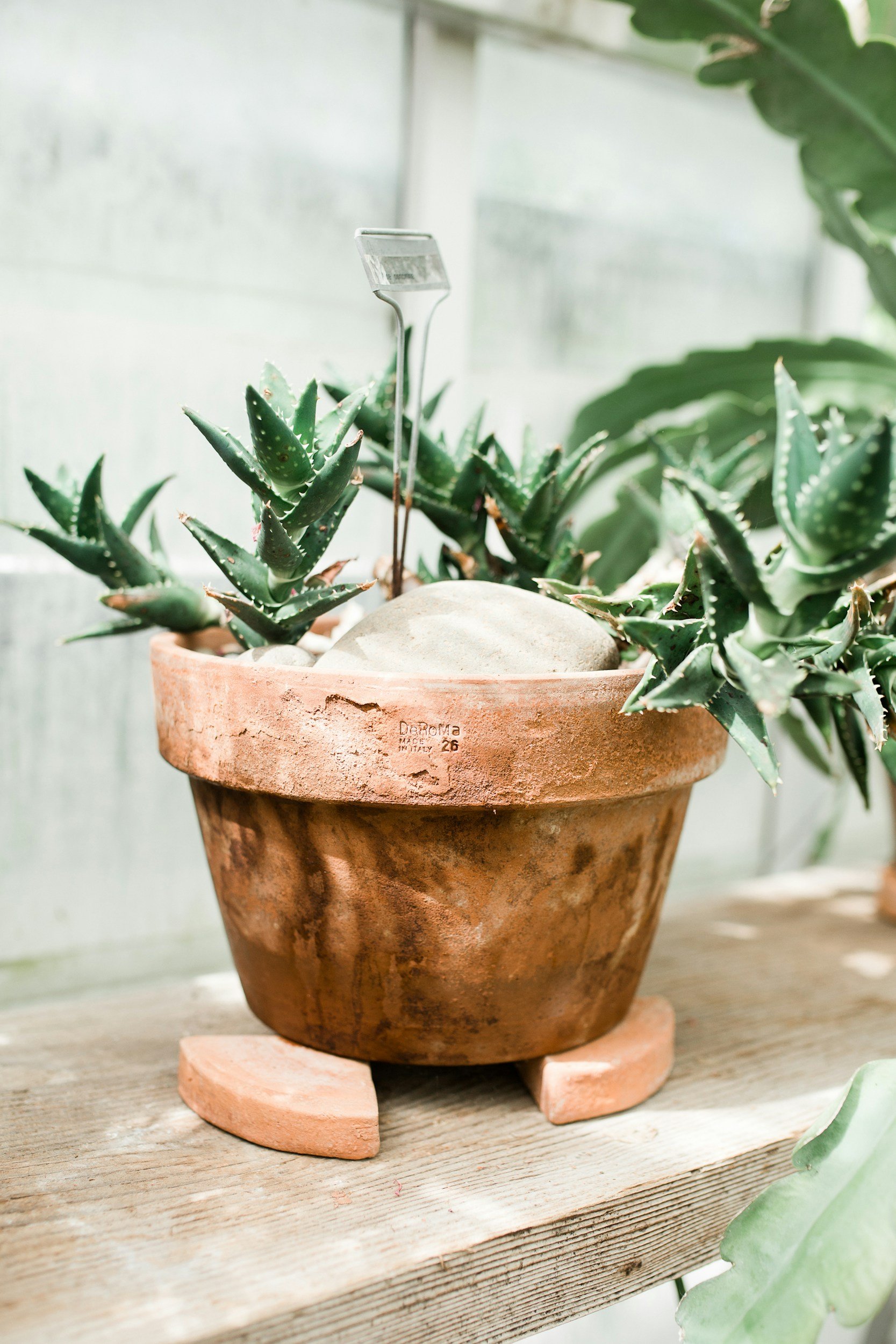 Terracotta pot with green succulents on a wooden surface, with a rock and a metal plant label.