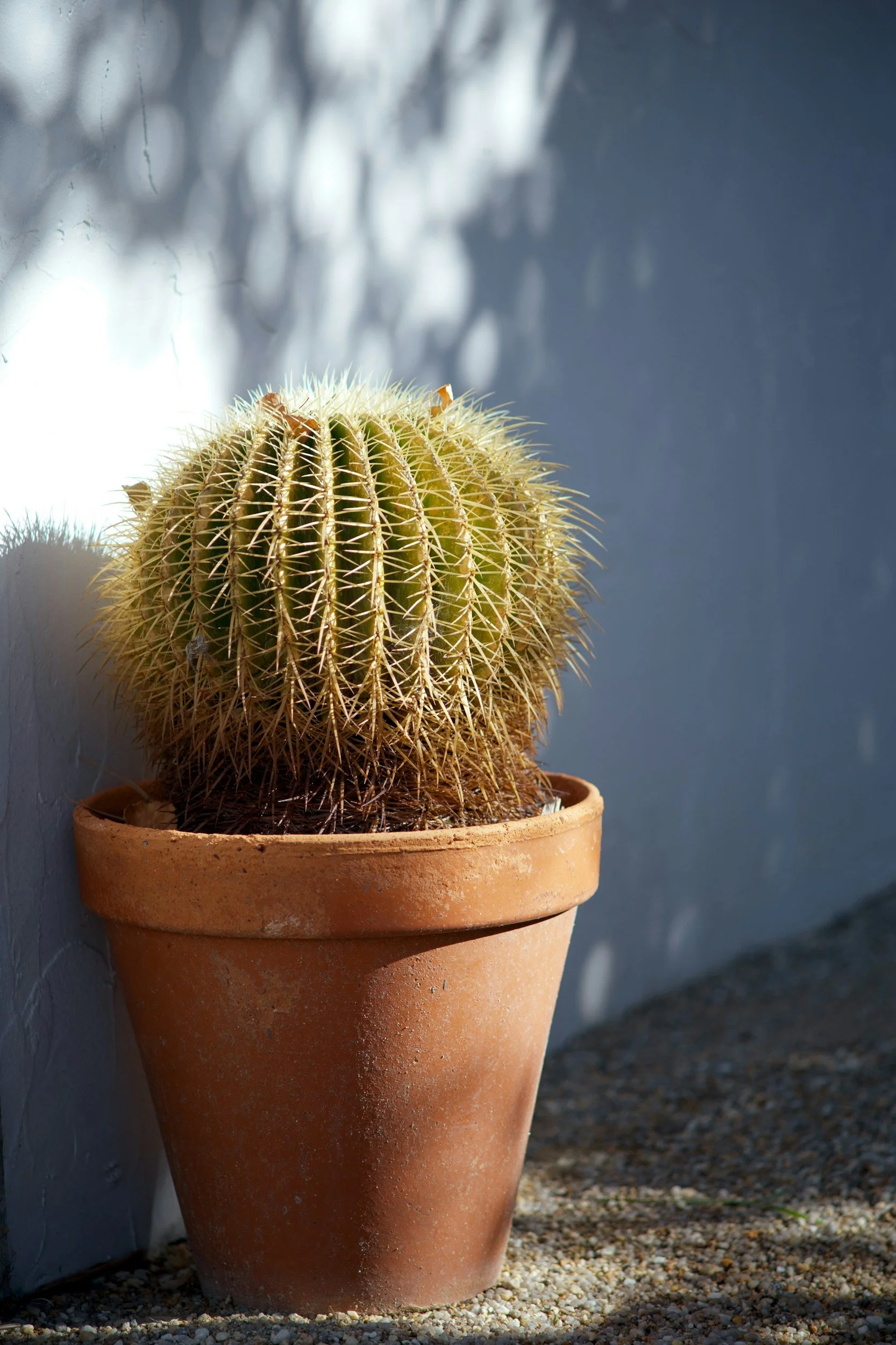 A round, spiky cactus in a terra cotta pot, casting shadows on a wall in sunlight.