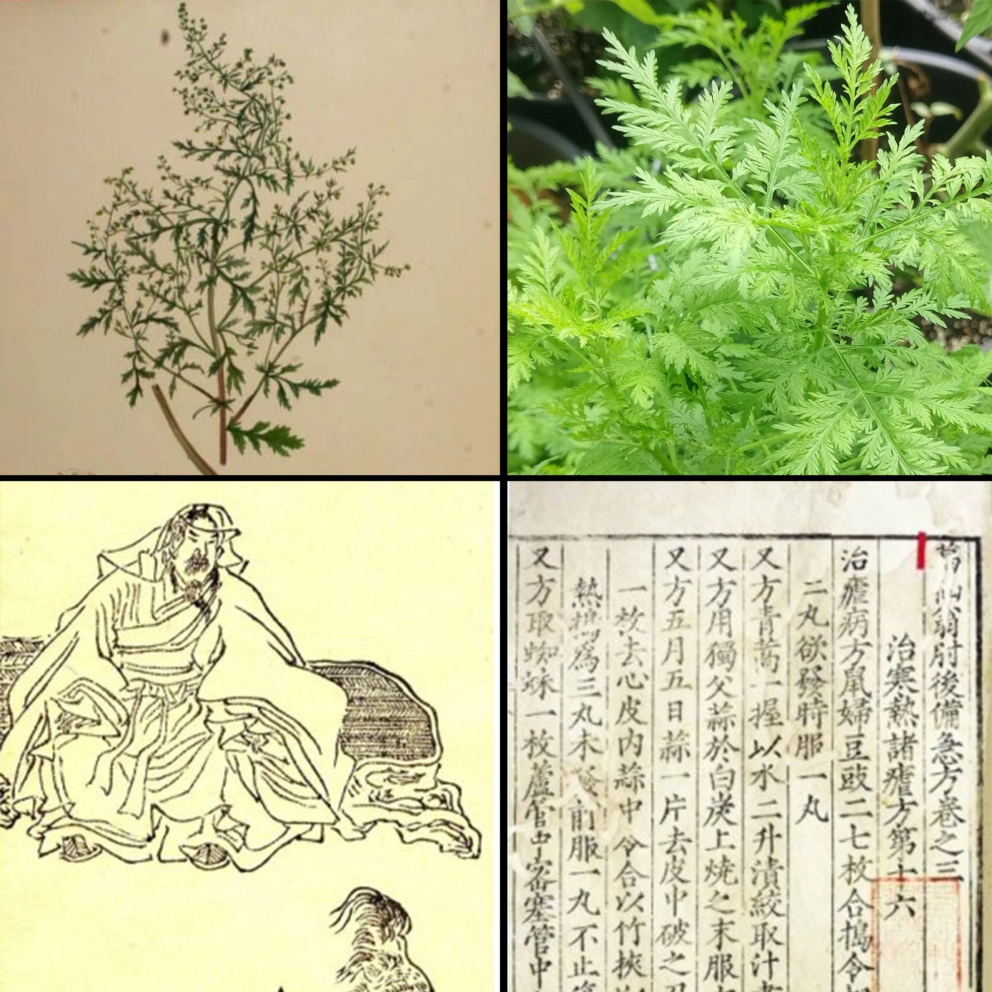 Geschichte &amp; Herkunft