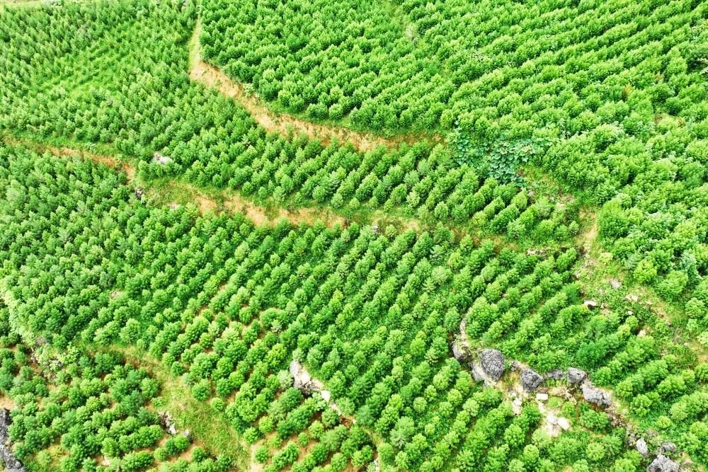 Kurzporträt einer Pflanze - Artemisia annua