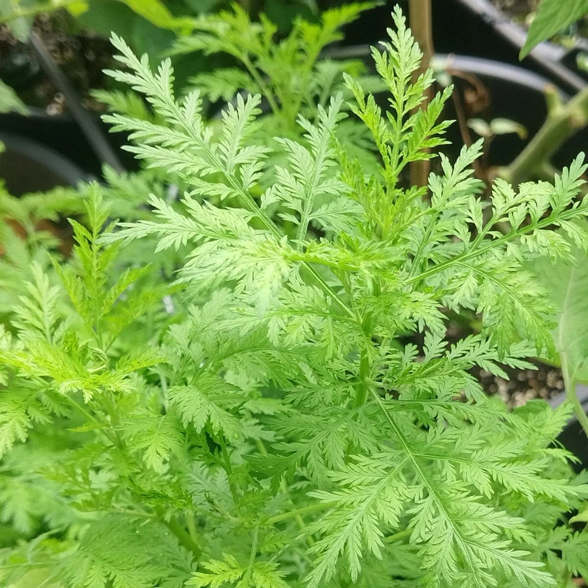 Die Wiederentdeckung der Artemisia annua Pflanze im 20. Jahrhundert.