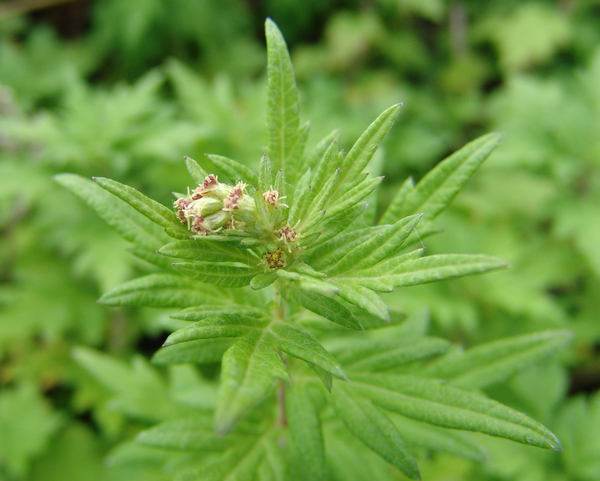 artemicure-artemisia-vulgaris-blüte-600x481.png