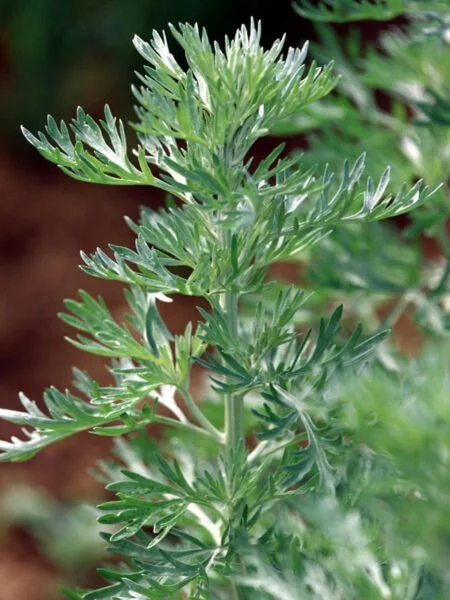 artemicure-artemisia-absinthium-pflanze-450x600.jpg