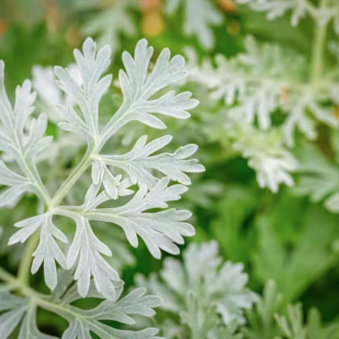 artemicure-artemisia-absinthium-blatt-1140x1140.png