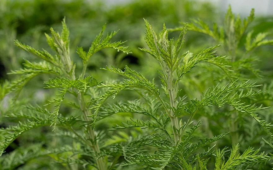 artemicure-artemisia-afra-bläter.jpg