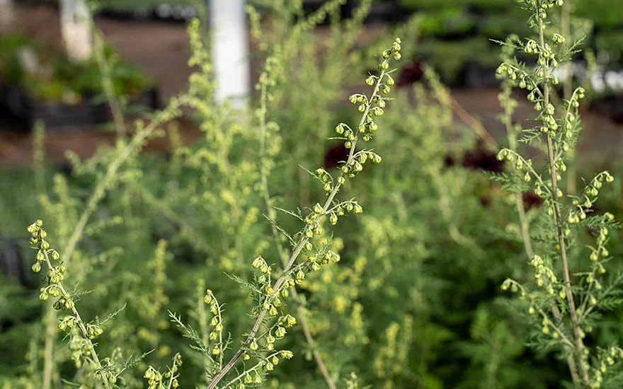 artemicure-artemisia-afra-blüten.jpg