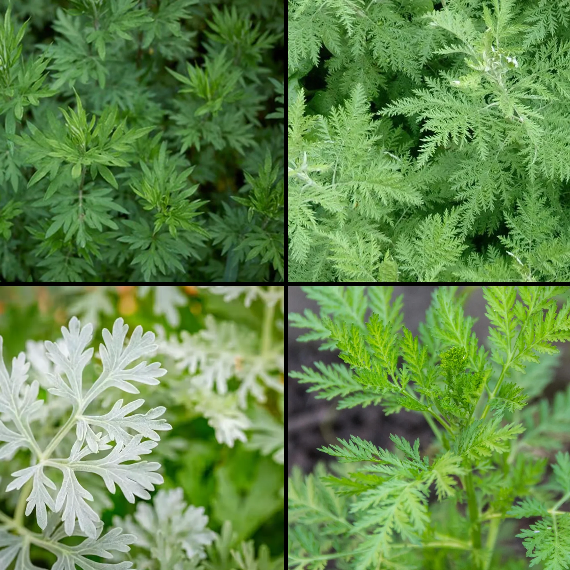 Arten &amp; Verwechslungsgefahren