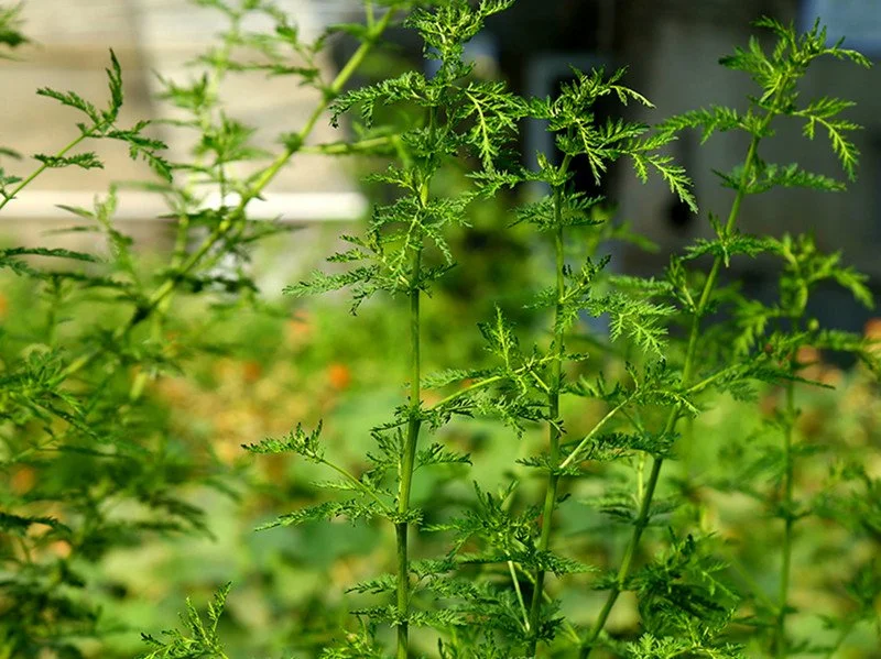 Artemisinin &amp; seine Derivate