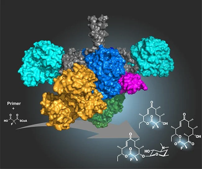 Biosynthese &amp; Regulation: Die pflanzliche Wirkstoffküche