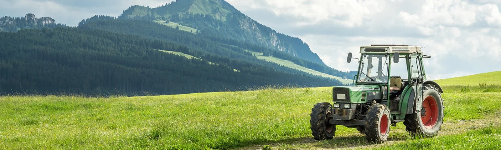 Artemisia annua - Praxis-Handbuch&nbsp;