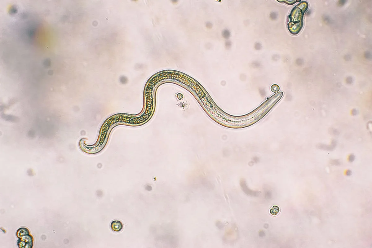 Parasiten &amp; Würmer