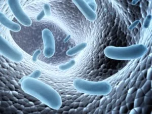 Borreliose &amp; Artemisia annua