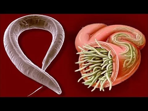 Parasiten &amp; Würmer - Artemisia annua