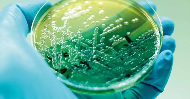 Artemisia annua bei Viruserkrankungen