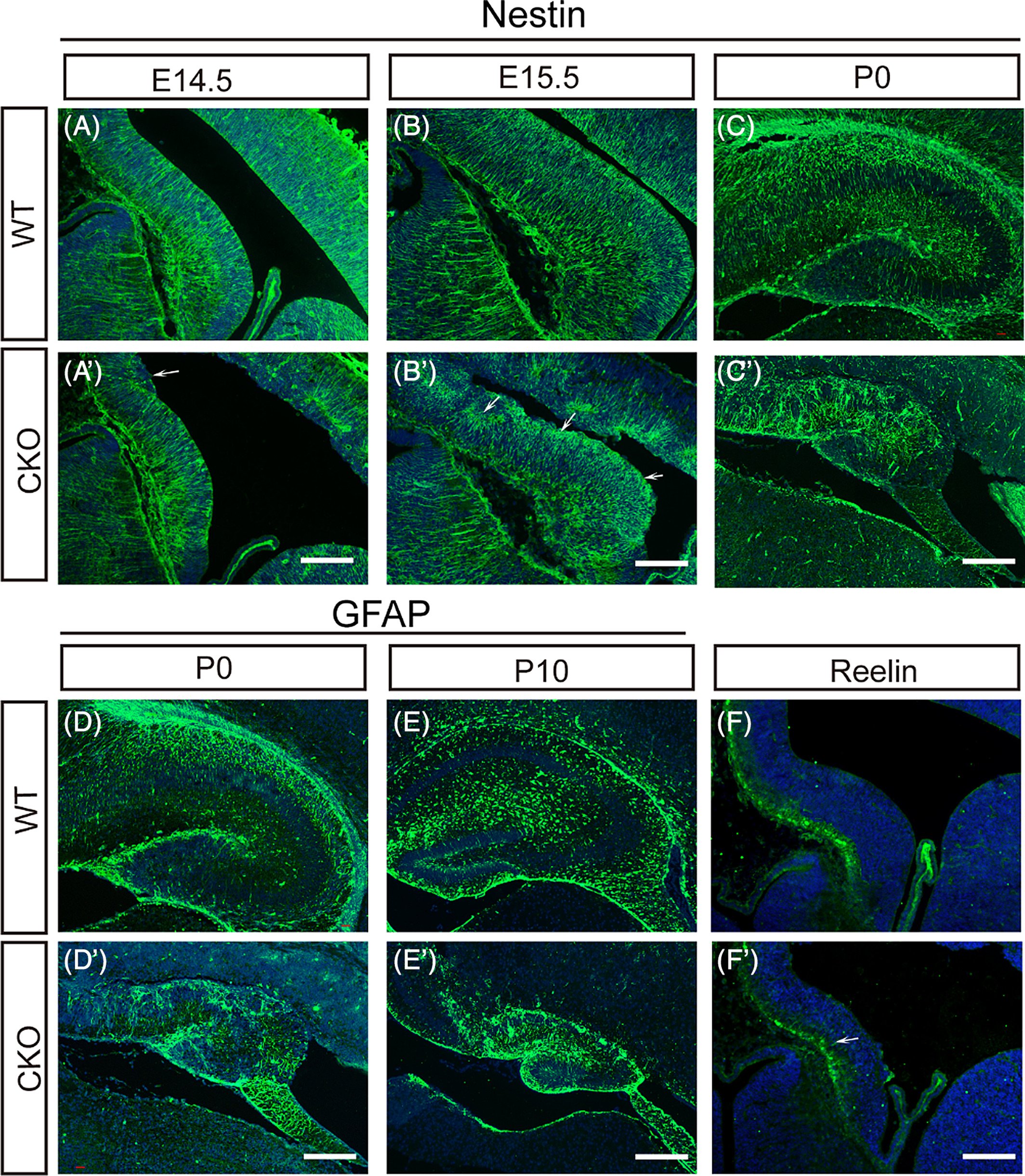       
  
     
 
 
     
     
     ArtemiCure® – Artemisinin in experimentellen Forschungsfeldern 
     
        .artemicure-container {
            max-width: auto;
            margin: 0 auto;
            font-family: -apple-system, BlinkMacSystem