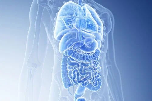 Metabolismus von Artemisinin