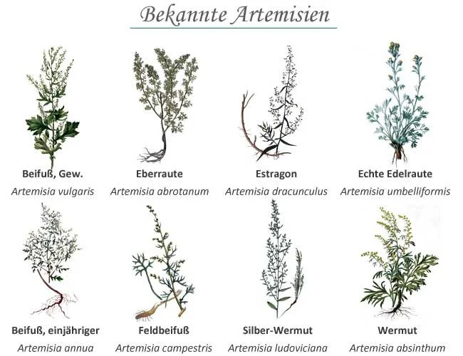 Artemisia-Artenvergleich