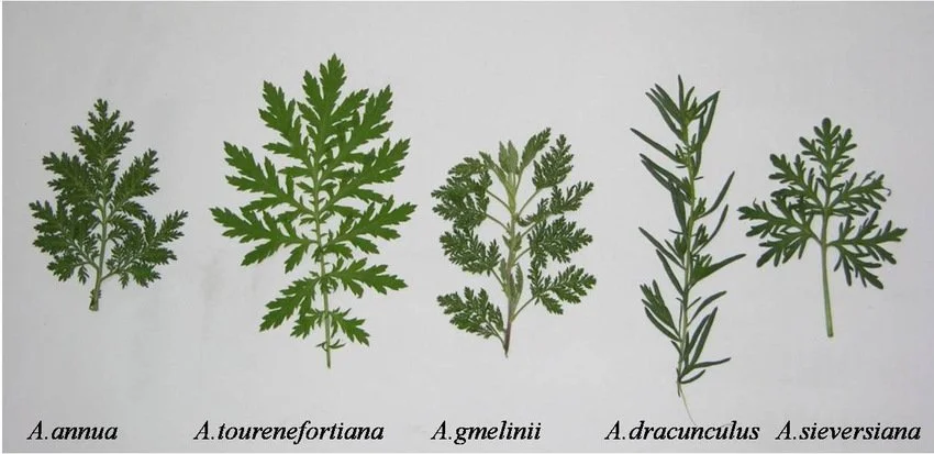 Artemisia-Artenvergleich – Phytochemie, Toxikologie &amp; Identitätsprüfung