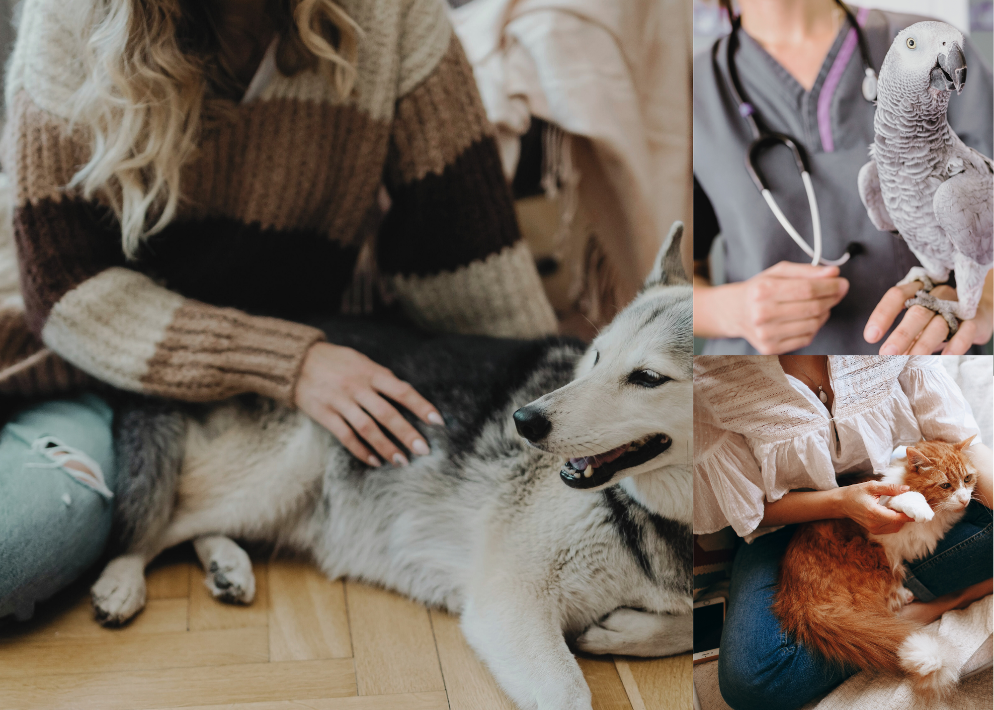 Compassionate in-home euthanasia for dogs, cats, horses, and birds. Providing a peaceful, private, and gentle end-of-life experience, with comfort-focused care, emotional support for families, and dignified farewell for beloved pets.