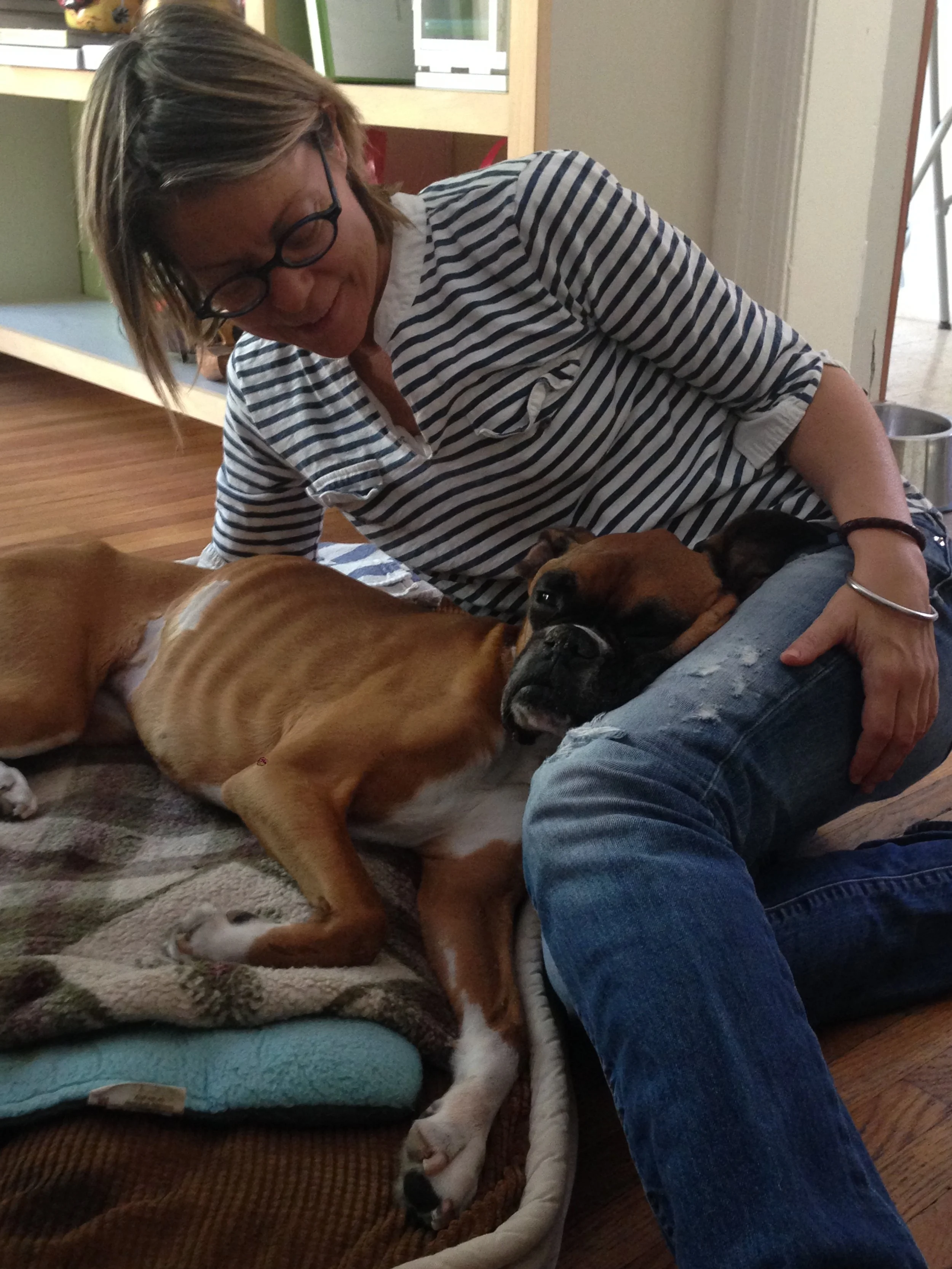 Compassionate, in-home end-of-life care for dogs, cats, horses, and birds. Focused on comfort, pain management, and quality-of-life support for a dying dog, sick cat, or elderly pet.