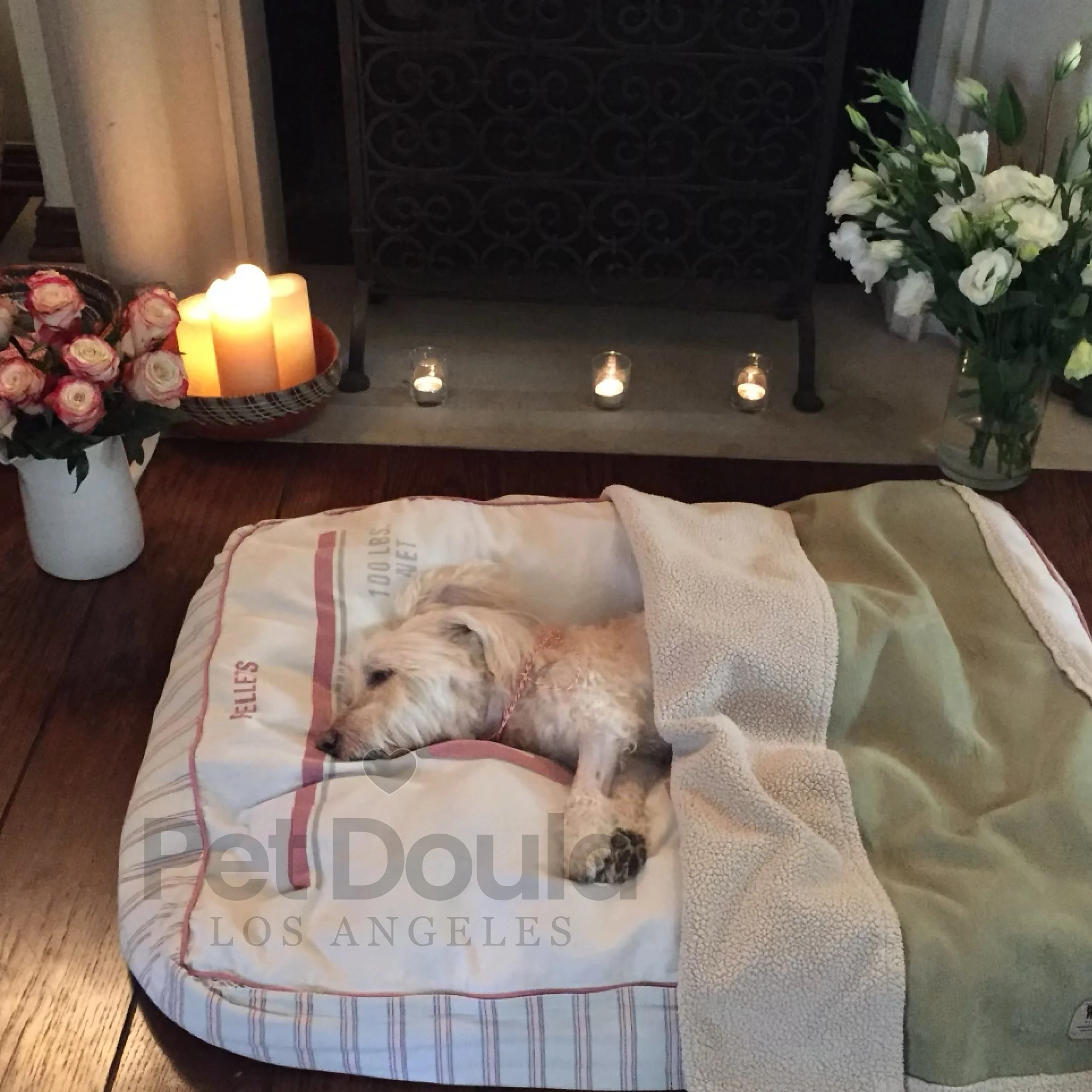 Small indoor funeral ceremony honoring Bailey, a beloved family dog; pet funeral, dog memorial service, pet loss support 