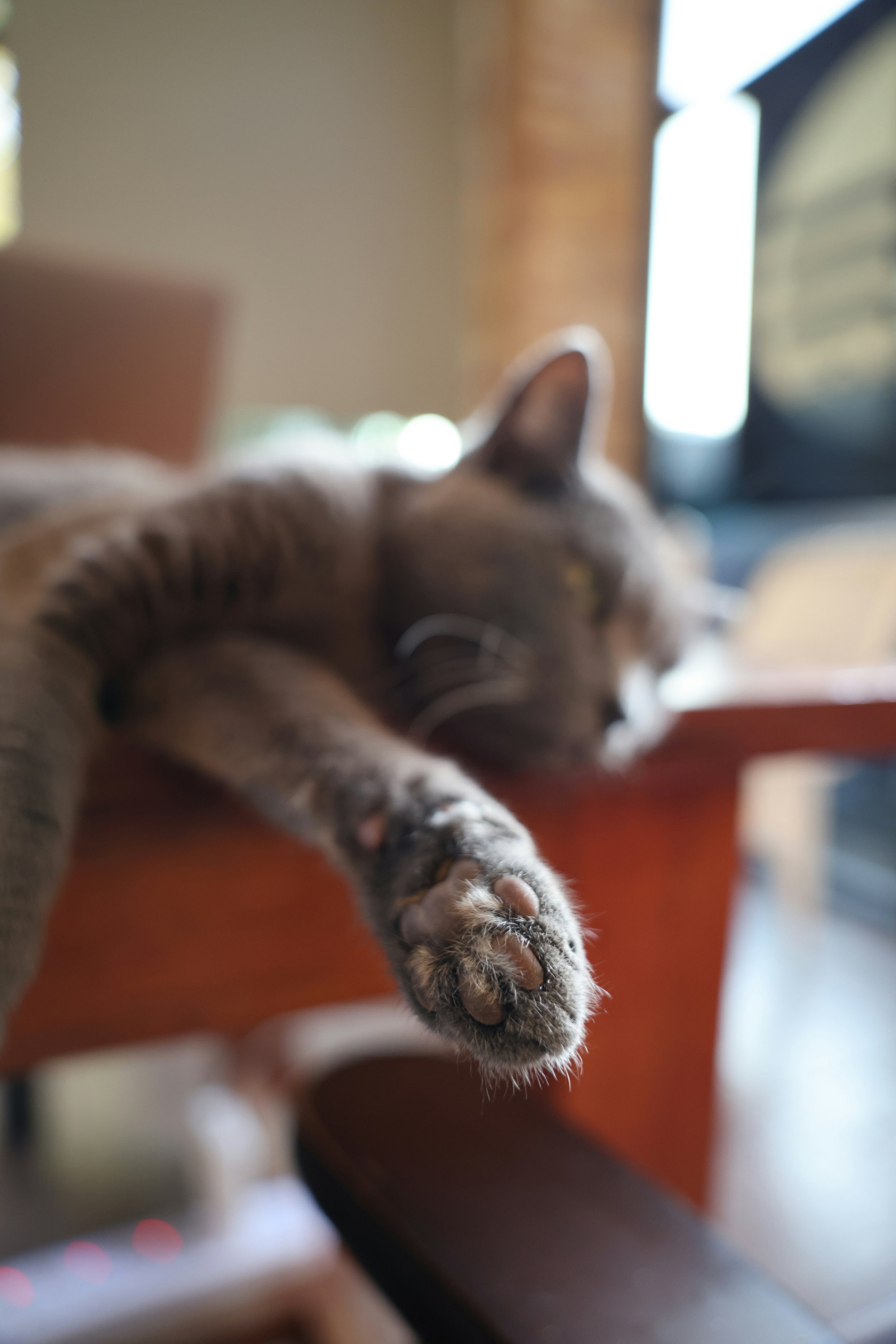 Comprehensive quality-of-life assessments for dogs, cats, horses, and birds, helping pet owners understand comfort, mobility, appetite, and emotional well-being. Ideal for aging, sick, or terminal pets, guiding decisions about end-of-life care.