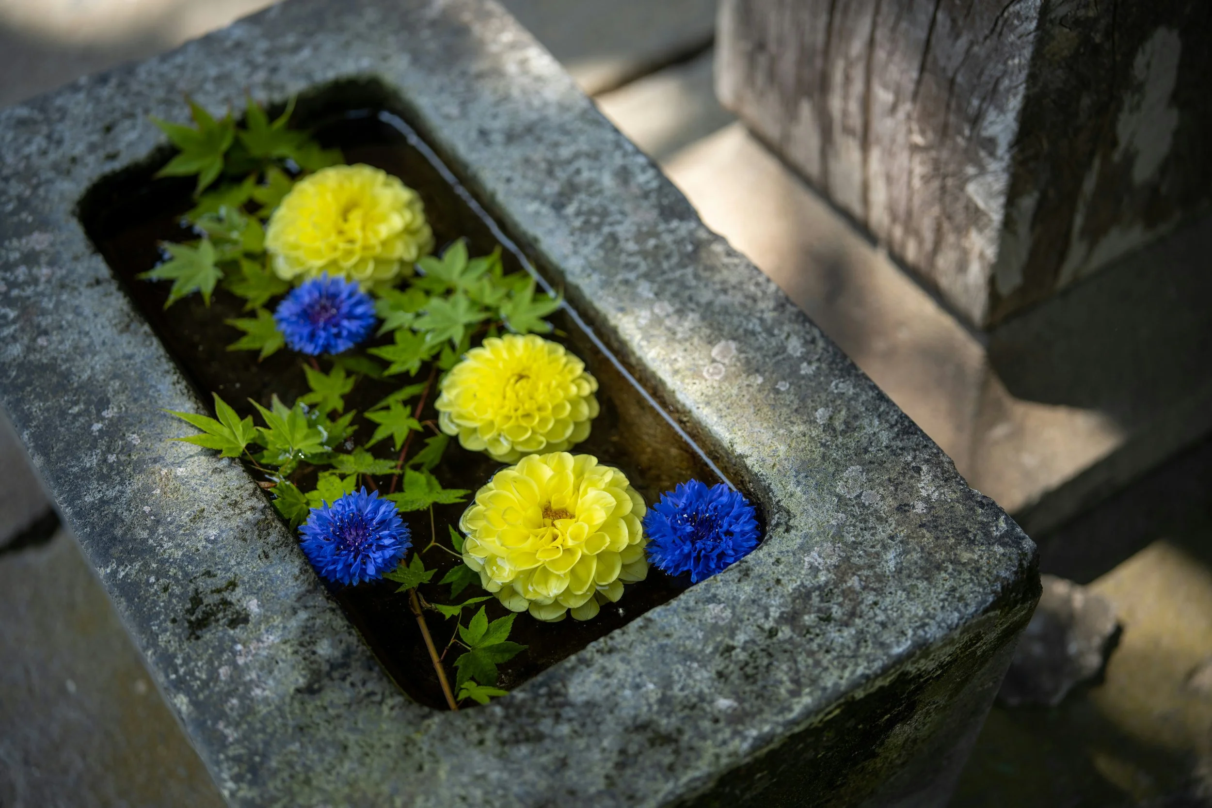 Gentle, eco-friendly pet aquamation for dogs, cats, horses, and birds. Private water cremation, ash return, and compassionate end-of-life care for a peaceful, respectful farewell.