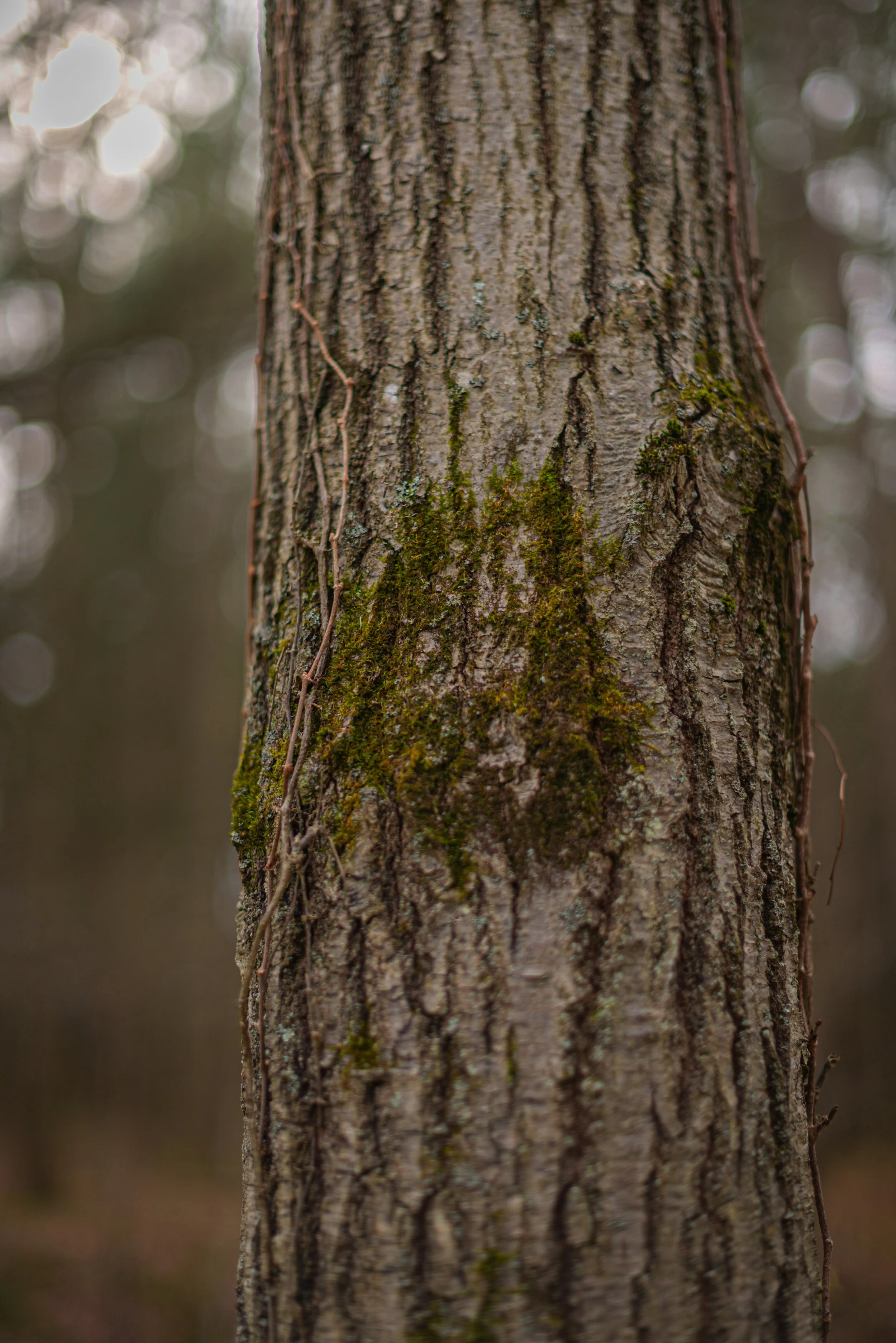 Pet Doula LA, You Don’t Have to Go Through Pet Loss Pet Grief  Alone — I’m Here to Support You