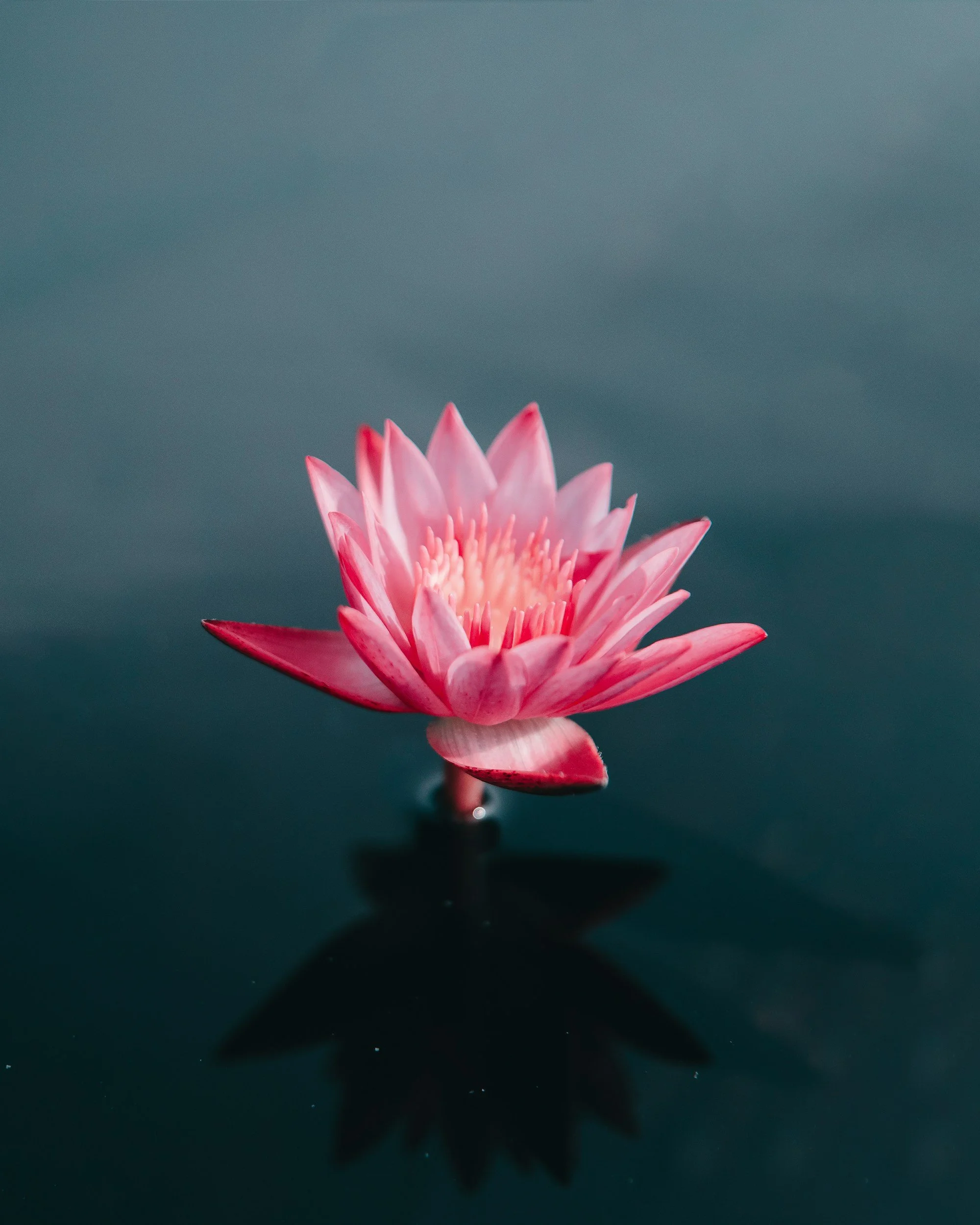 Pink water lily floating on dark water with reflection.