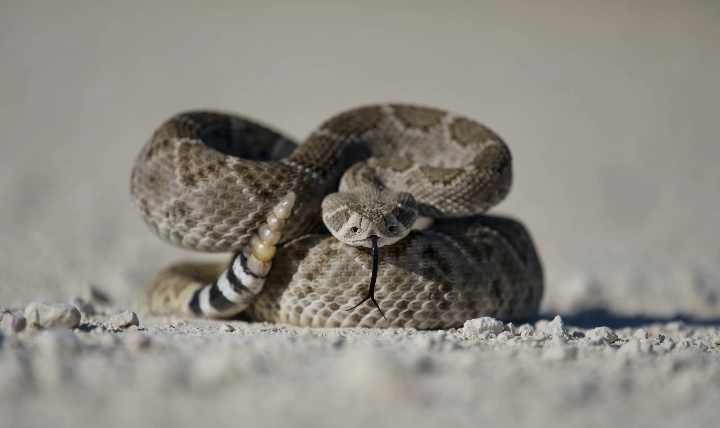 A rattlesnake with a fossilized snake wrapped around its body and a rattlesnake's tail on the sandy ground.