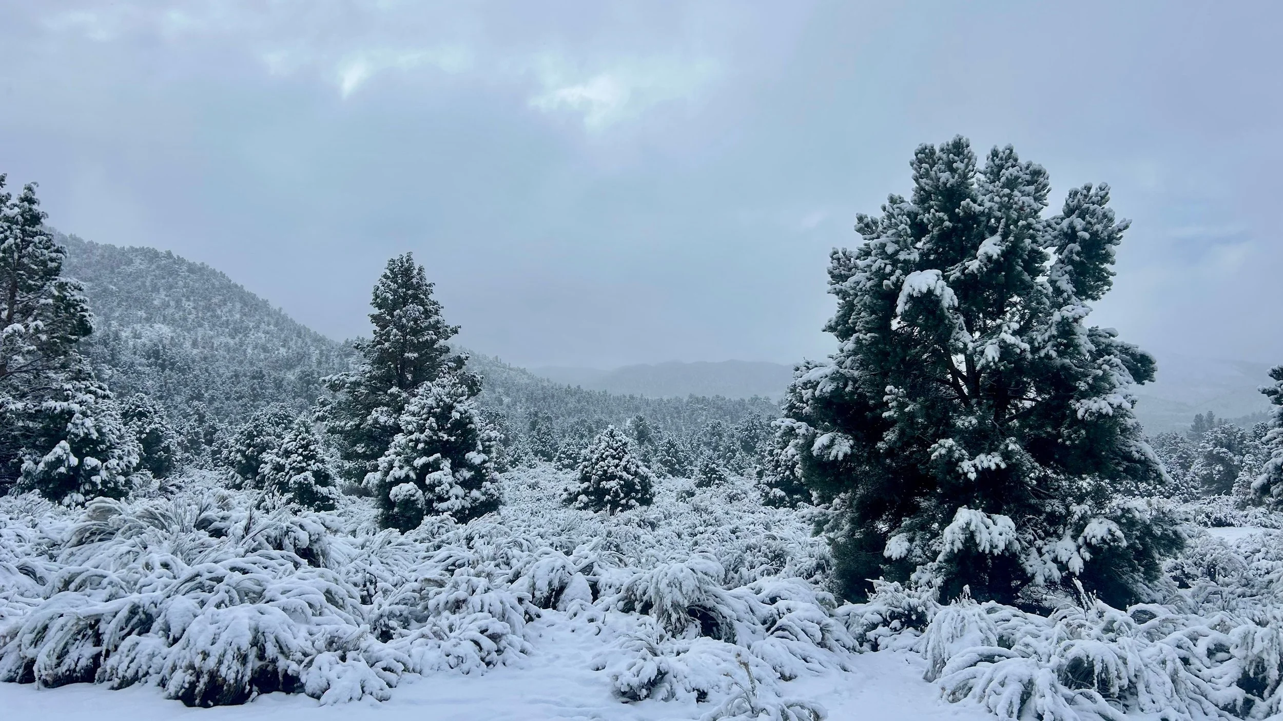 Snow-covered pine trees in a winter landscape with cloudy sky and distant mountains.
