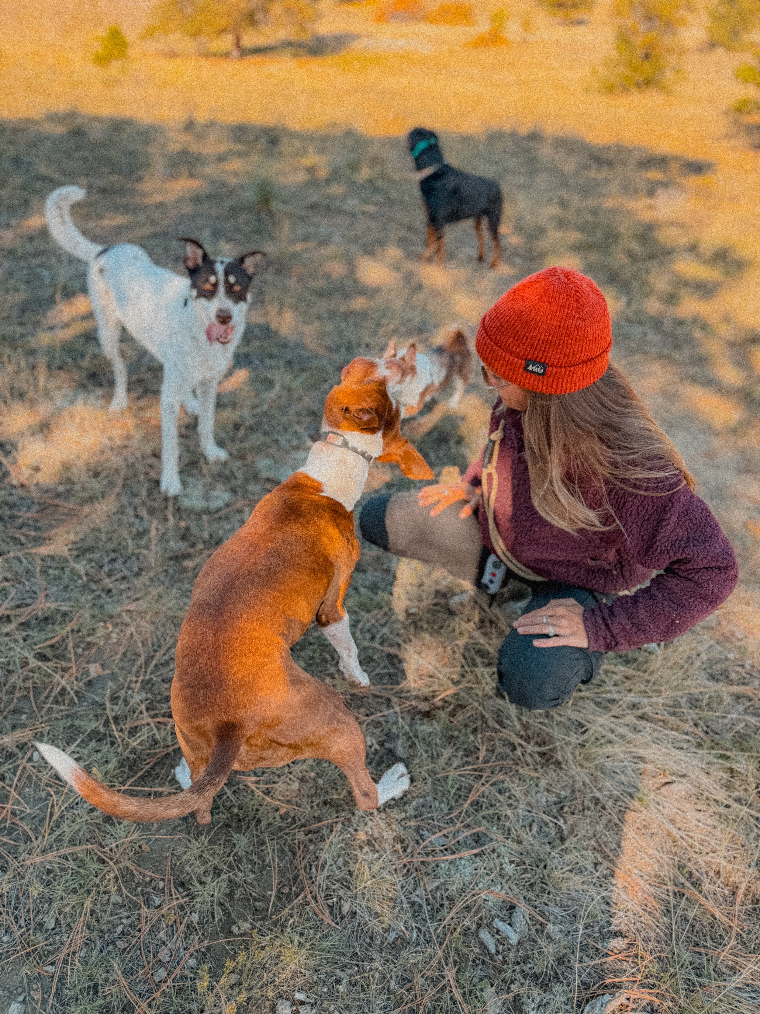 Fulfilling Your Dog Through Purposeful Play and Exercise
