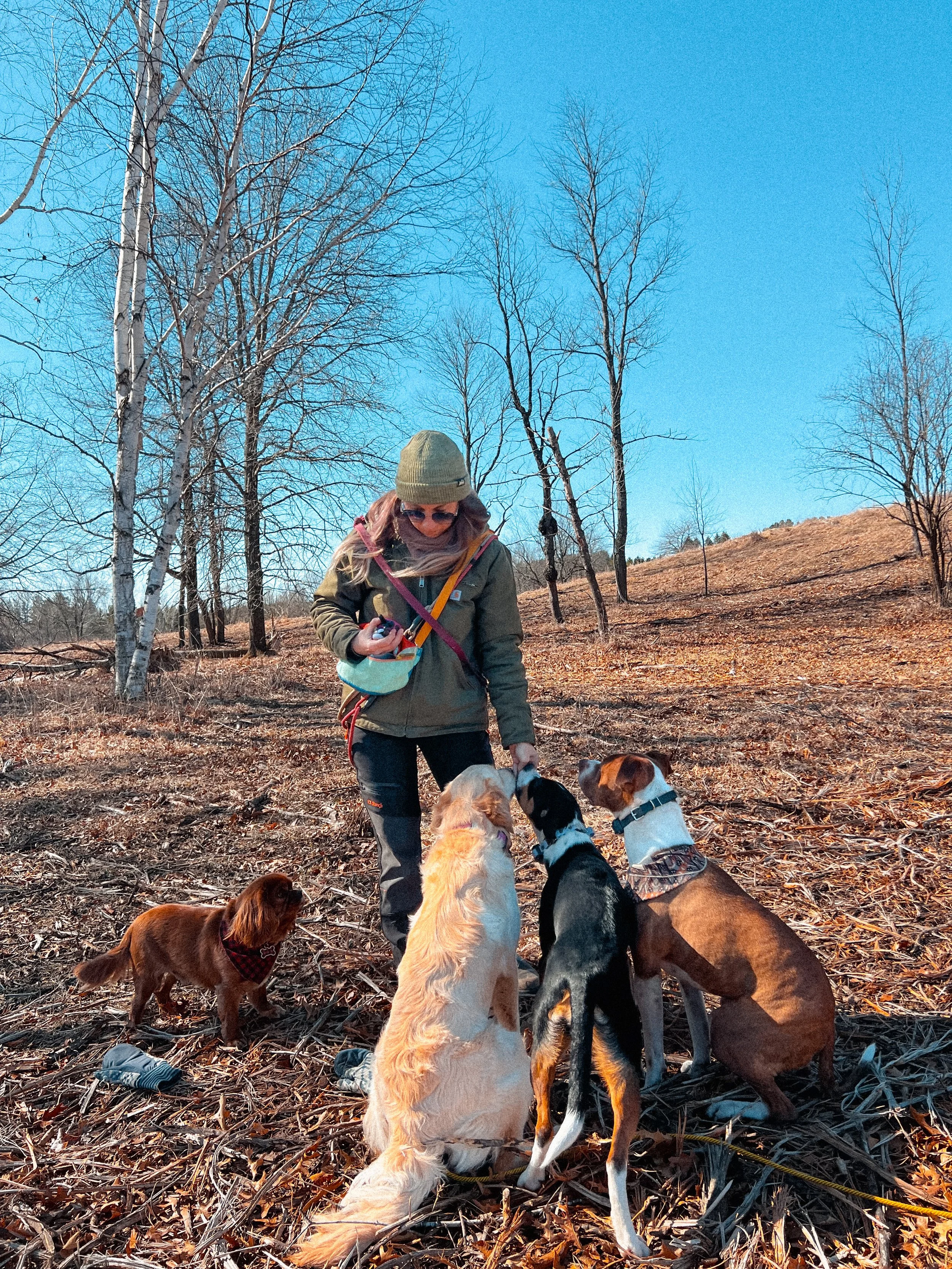 The best limited ingredient dog treats for training