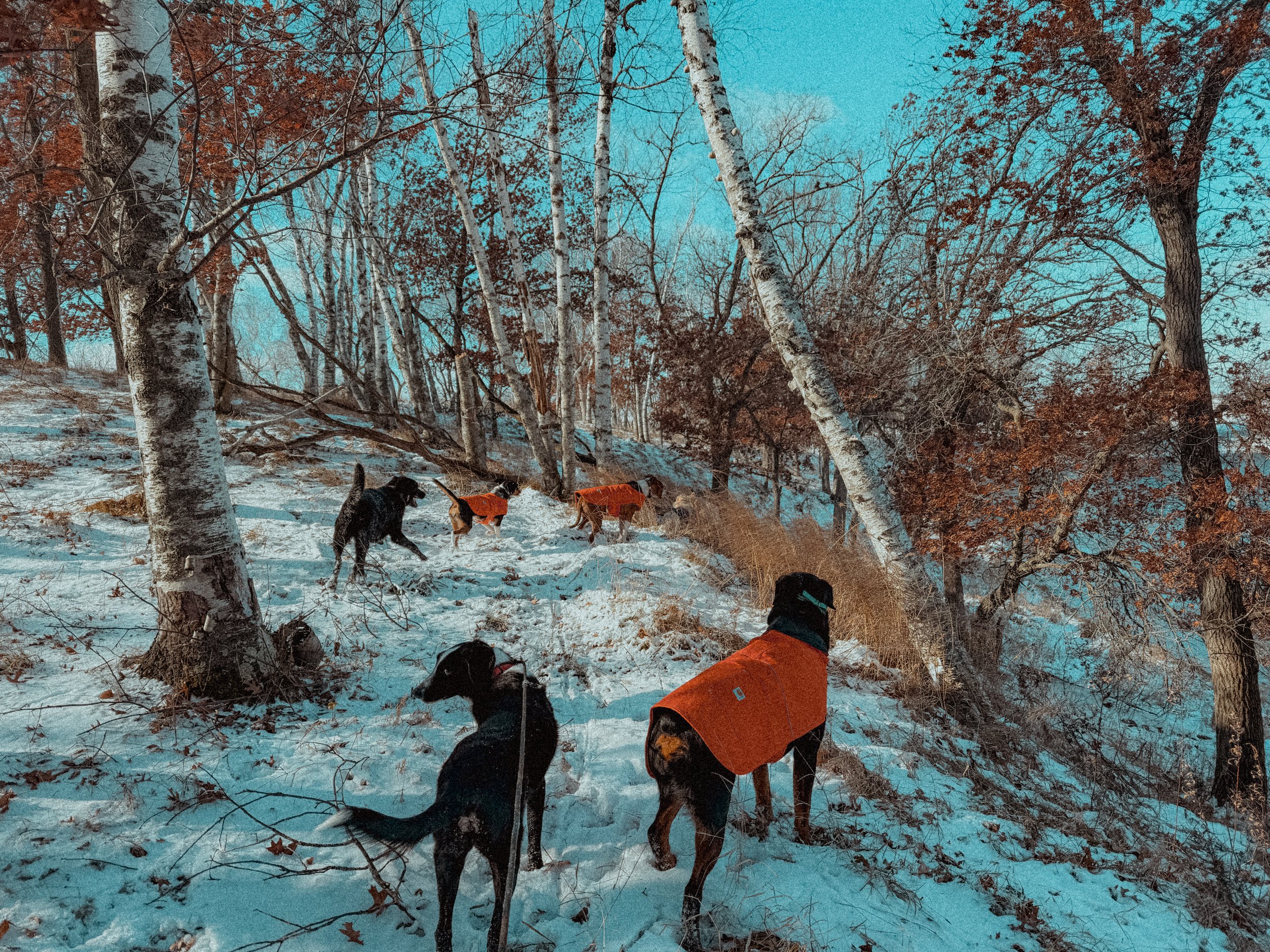 Benefits of Nature Based Training For Dogs Year Round