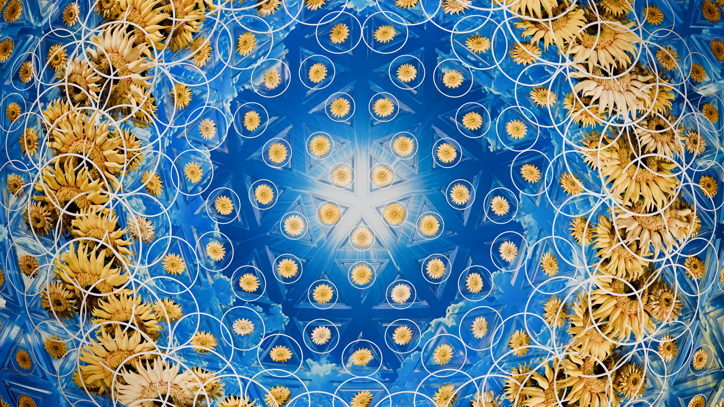 SUNFLOWER RADIANCE