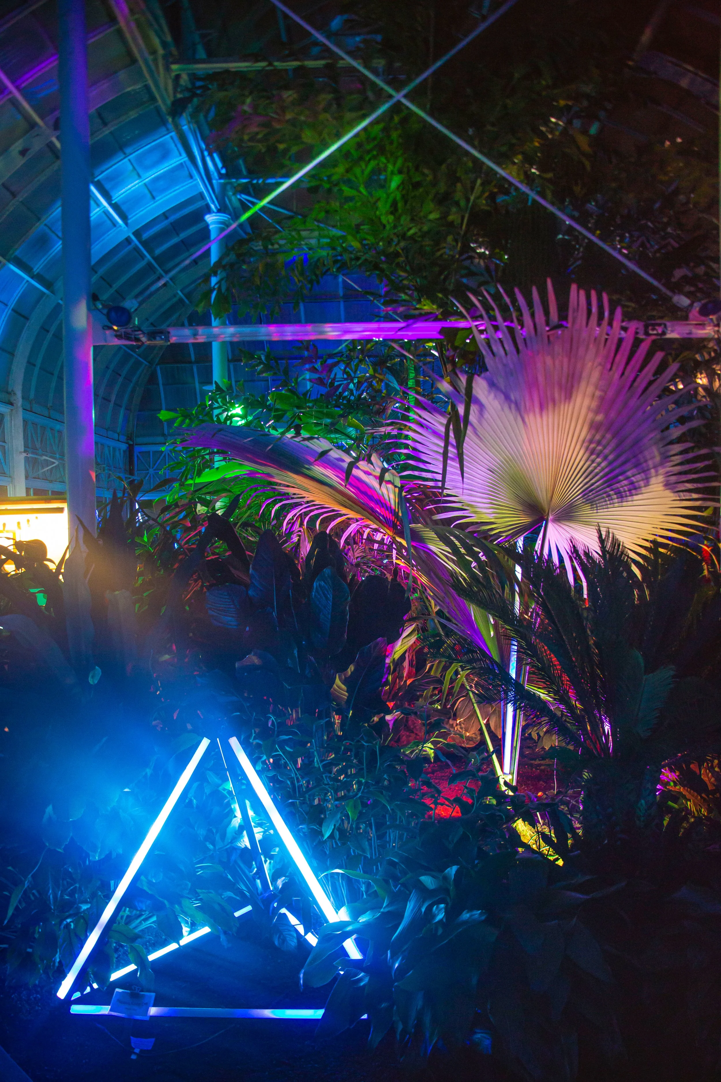 LED tetrahedron glows blue in conservatory plantings at LUSIO Lights Seattle, a fan palm lit purple behind.