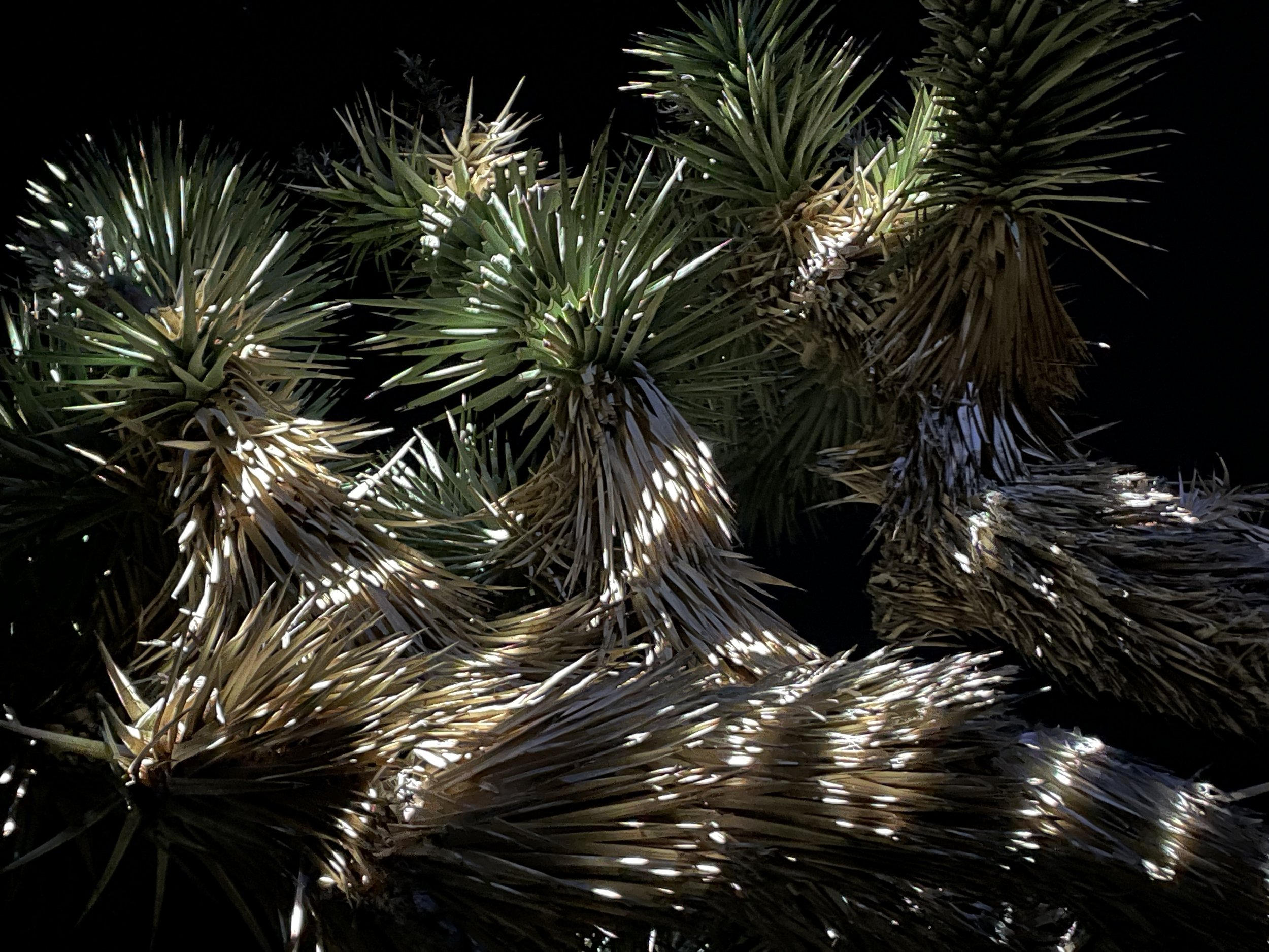 Projected light scattered across the spiny crowns of a Joshua tree at night, dried fronds catching bright specks