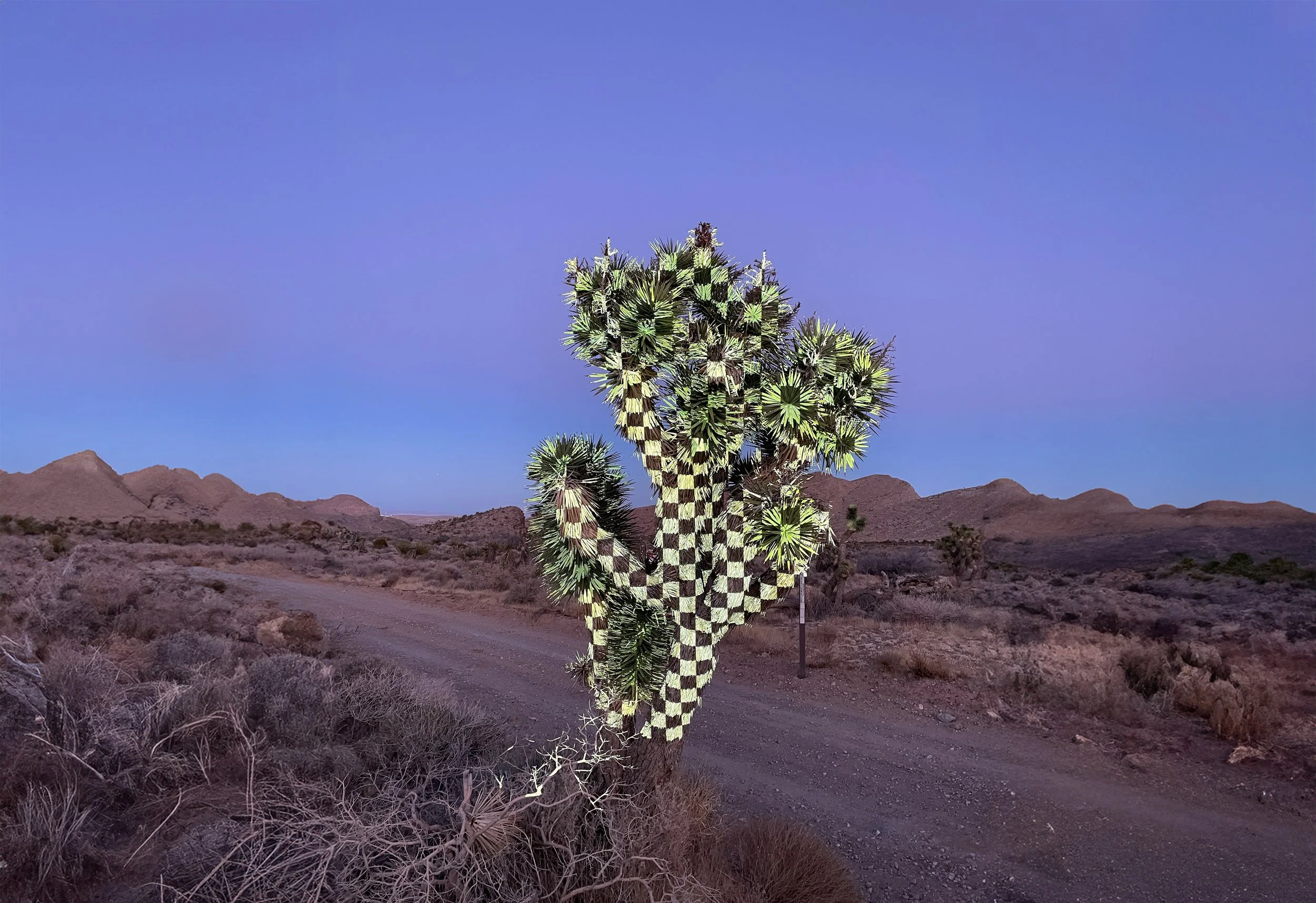 Joshua tree projection mapping near Las Vegas, a checkerboard pattern wrapping the crowns above a desert dirt road at dusk