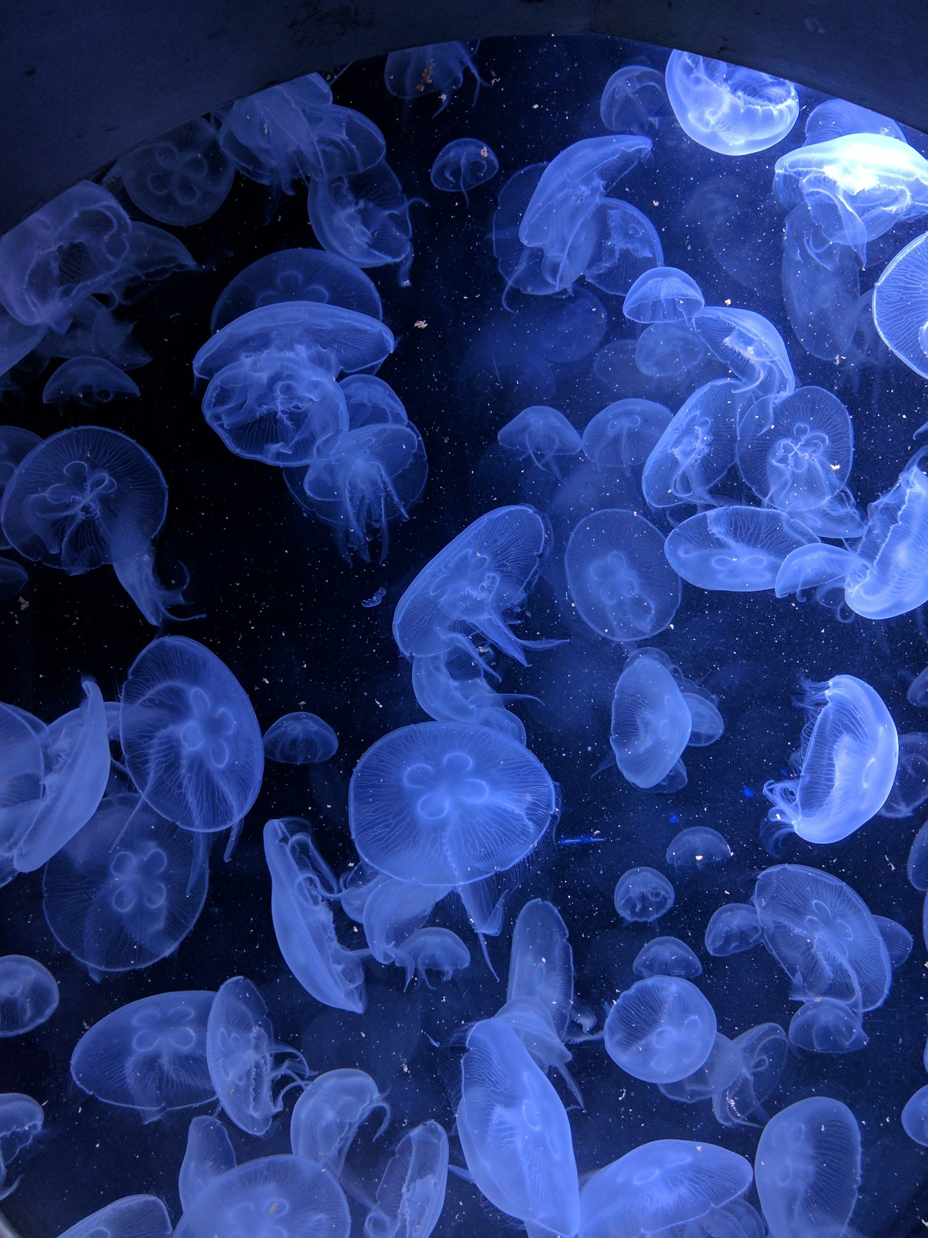 Monterey Bay Aquarium Visit