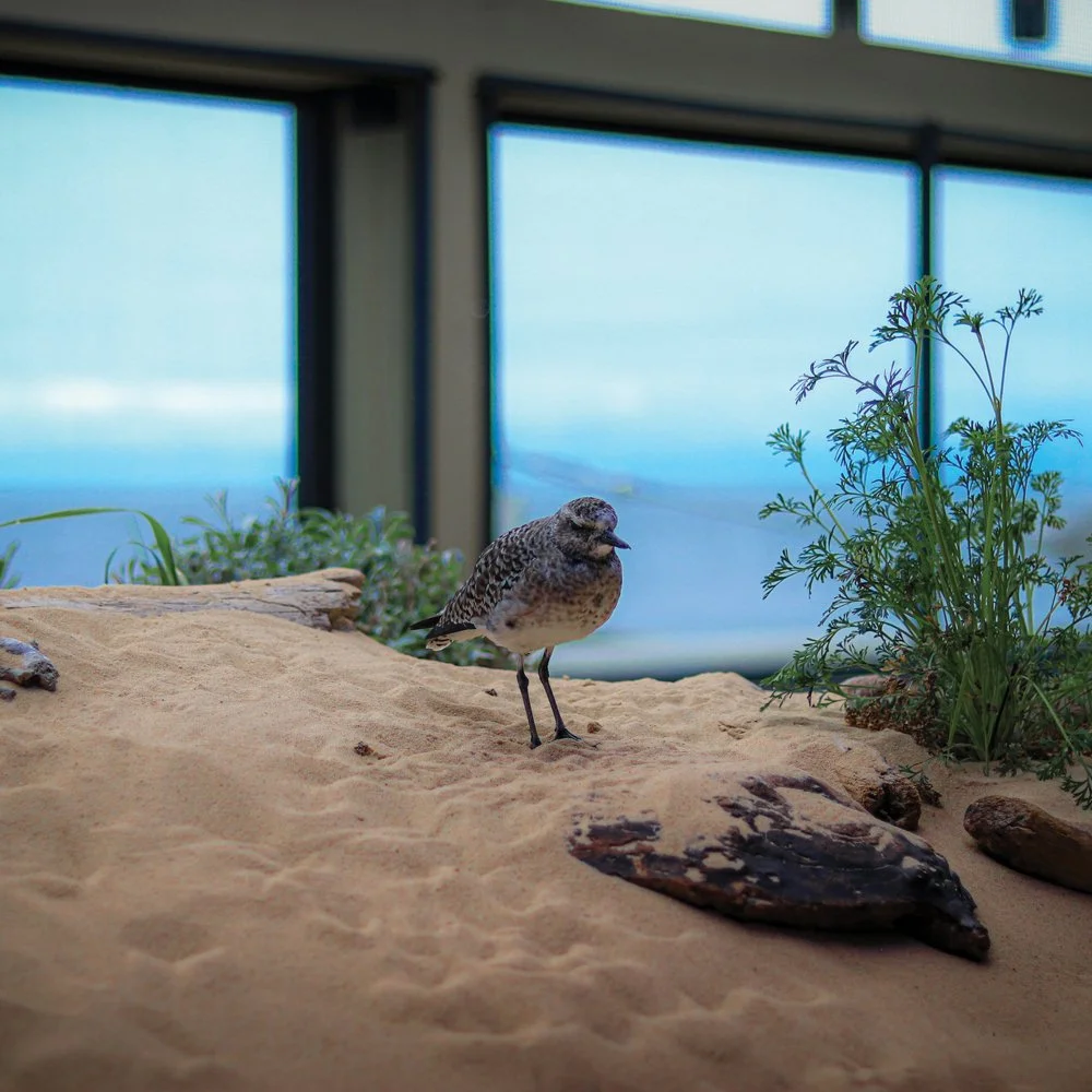 Monterey Bay Aquarium