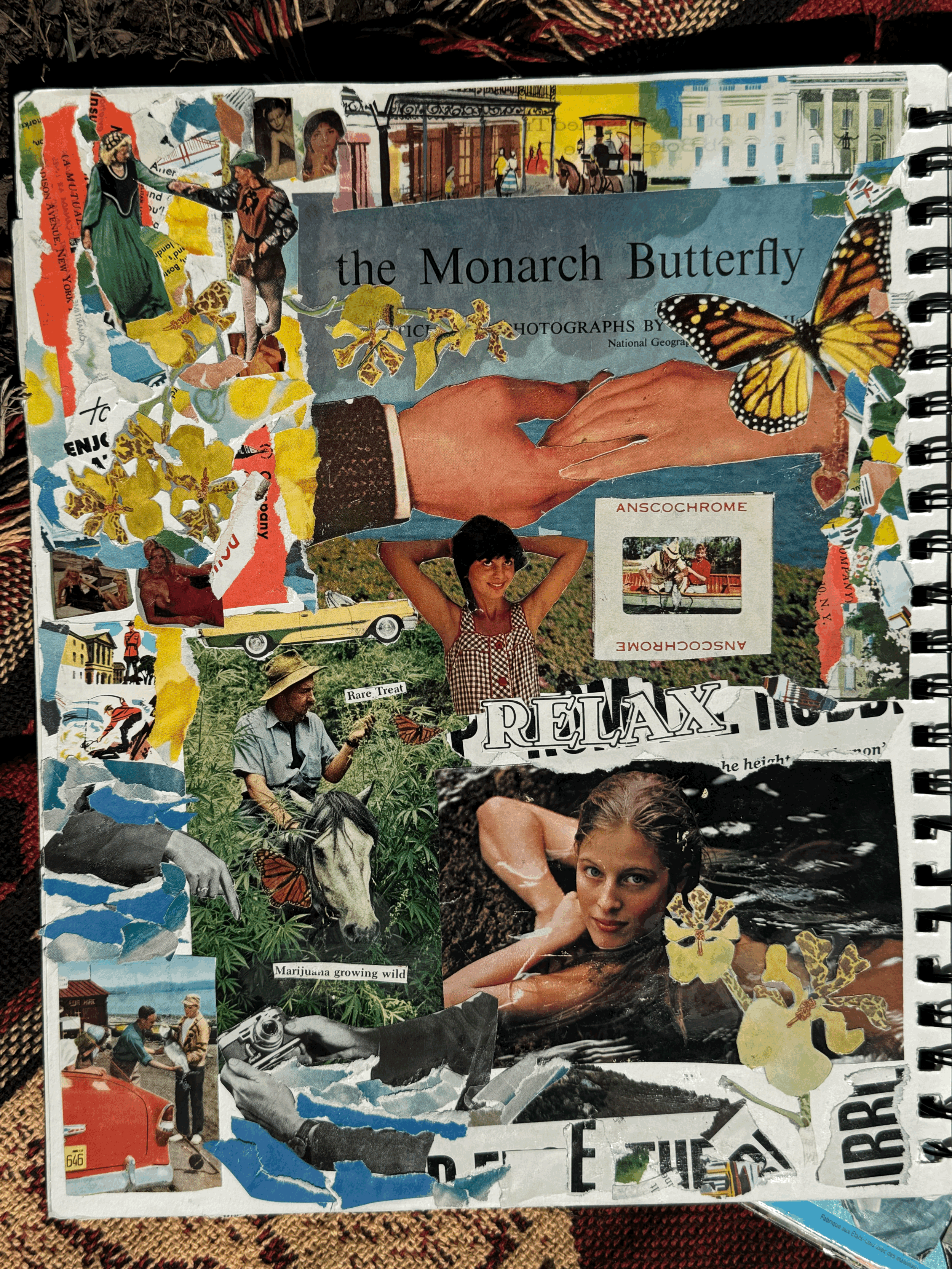The Monarch Butterfly