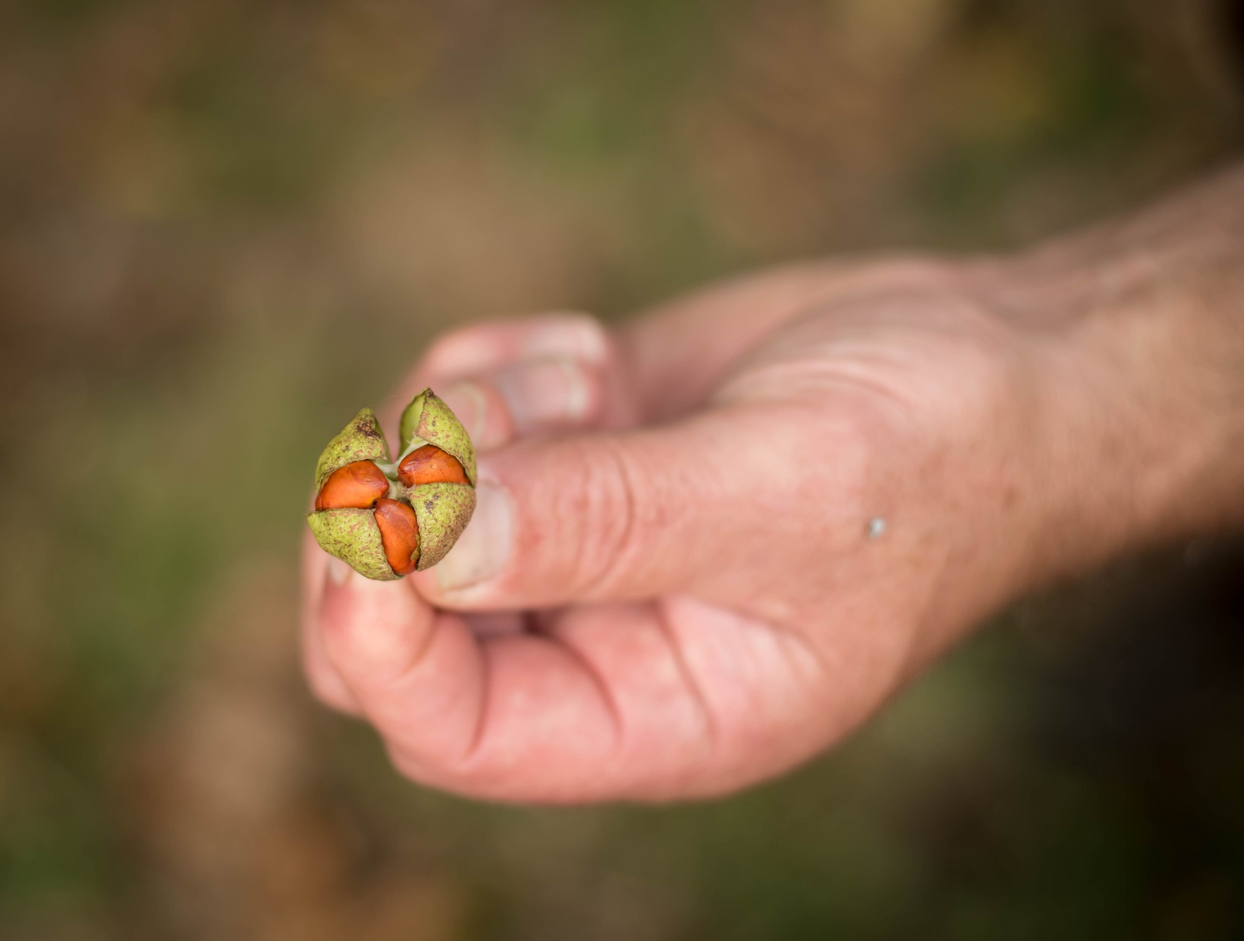 A group of people planting trees on a hillside near water, with each person kneeling or bending over to dig and place plants.