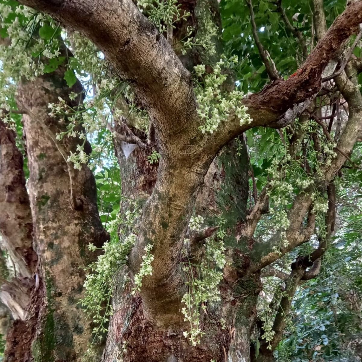 Close-up of a tree trunk with small white flowers and green leaves growing on its branches.
