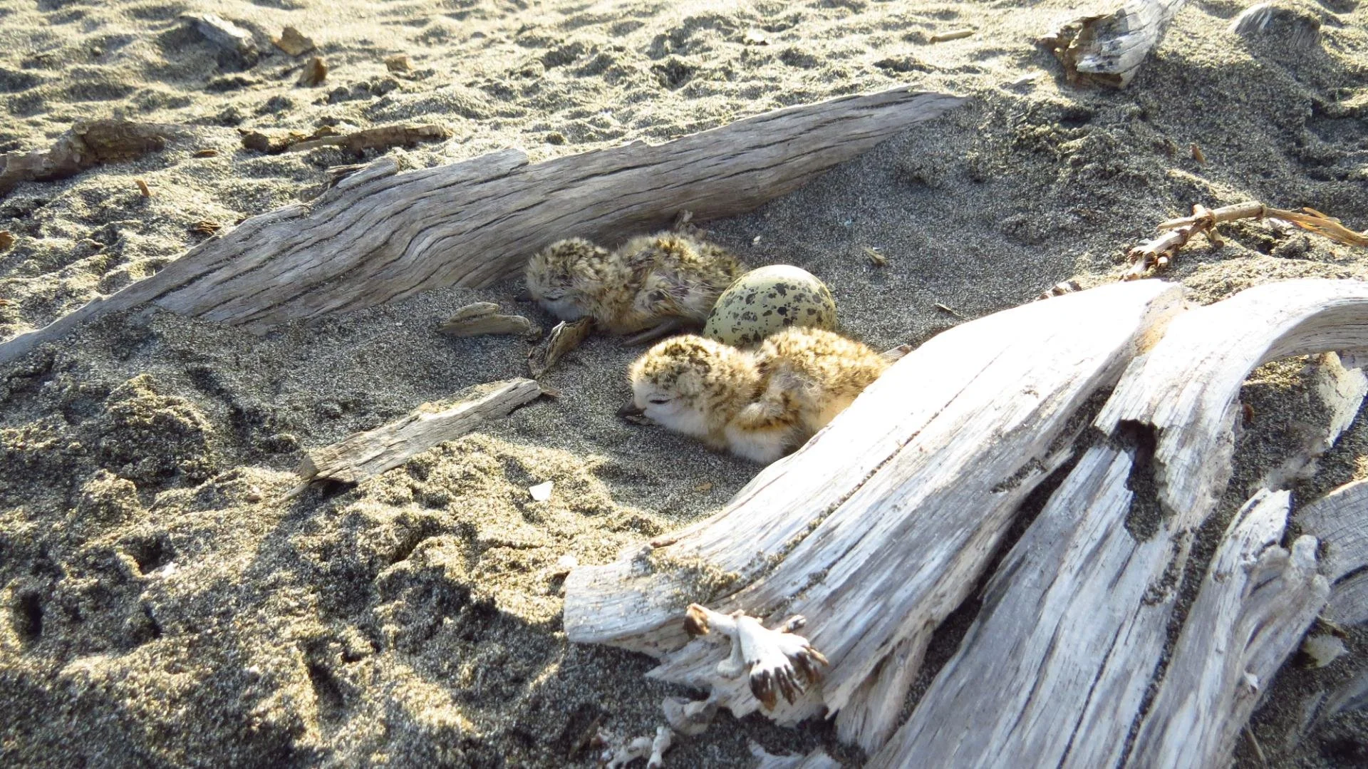 Three baby birds resting on sandy beach with driftwood and a speckled eggshell nearby.