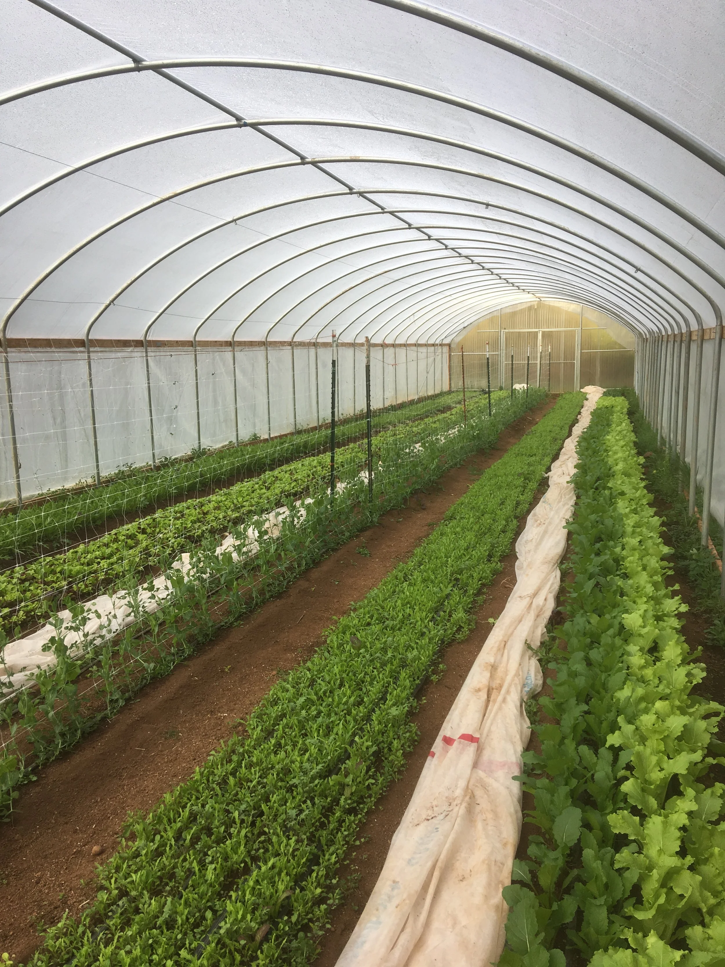 Inside a greenhouse with rows of various green leafy vegetables growing in the soil.