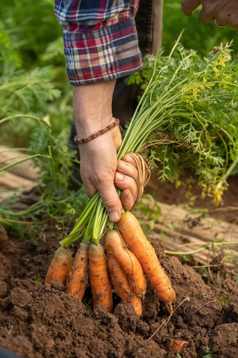 Person harvesting carrots in a garden, holding a bunch of freshly pulled carrots with green tops still attached, dirt on the roots, soil and plants in the background.