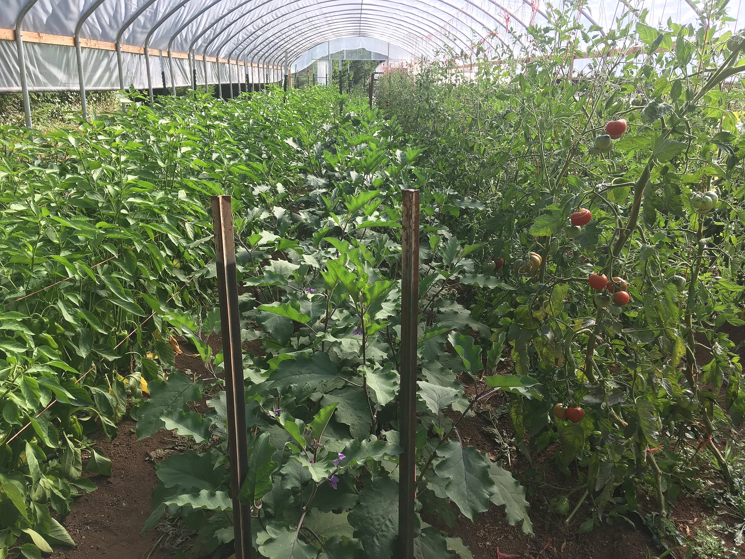 Inside a greenhouse with rows of green plants, including tomato plants with ripening tomatoes on the right side and other leafy plants on the left.