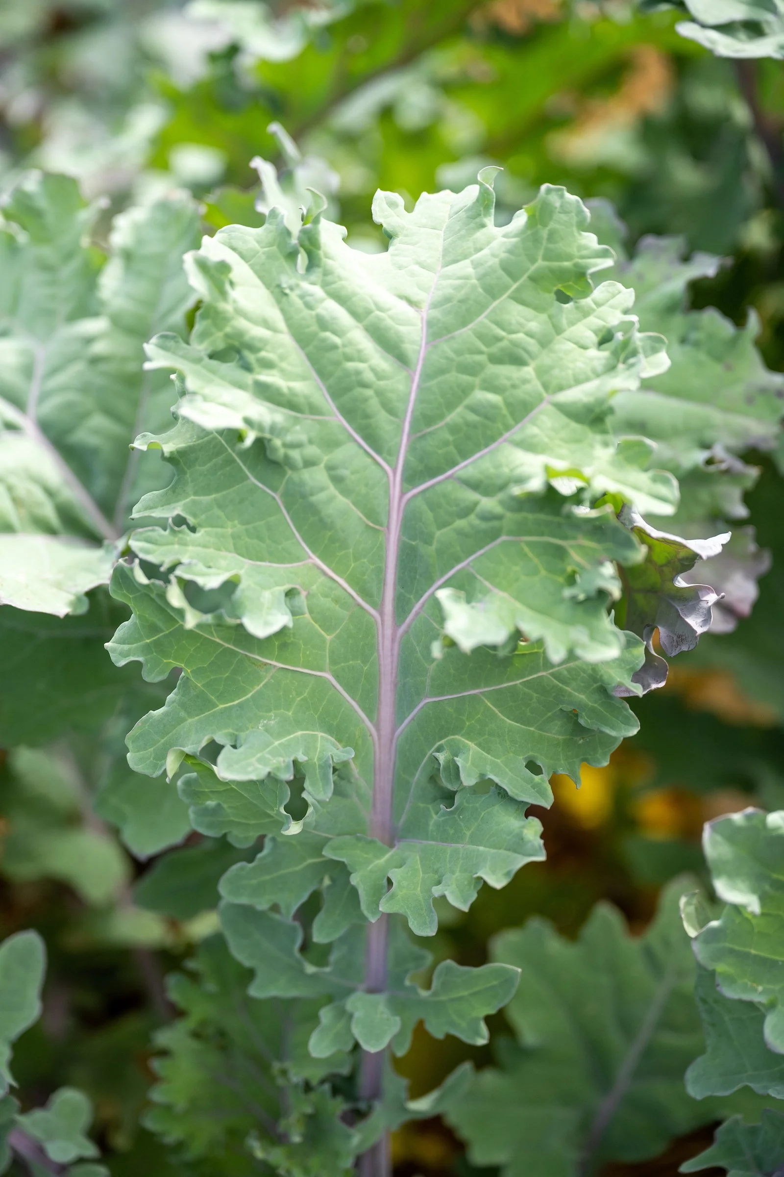 Close-up of a green leafy plant with a purple stem, possibly kale.