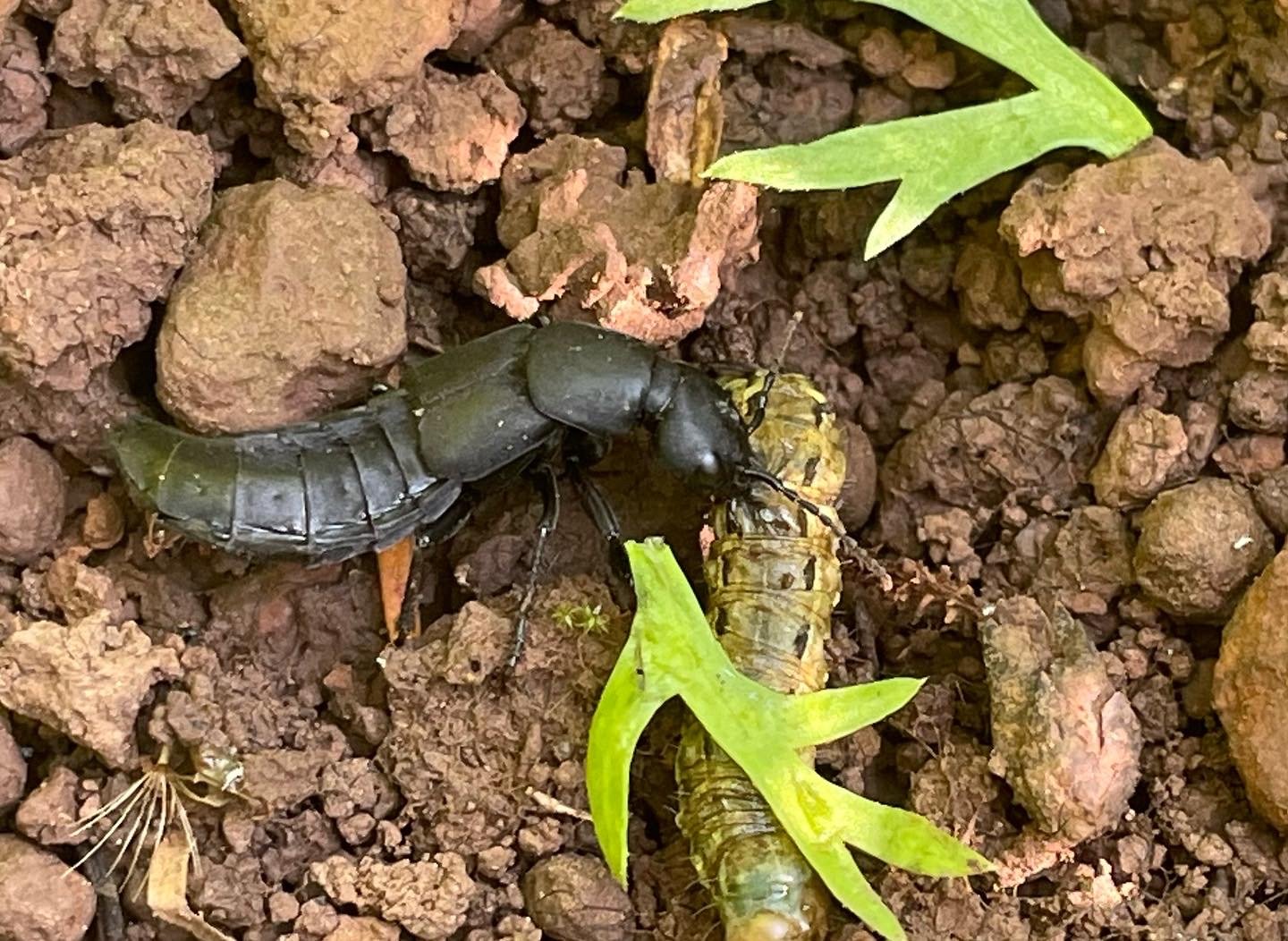 A black insect, possibly a beetle, and a yellow-green caterpillar on reddish-brown dirt with small rocks and a few green leaves.