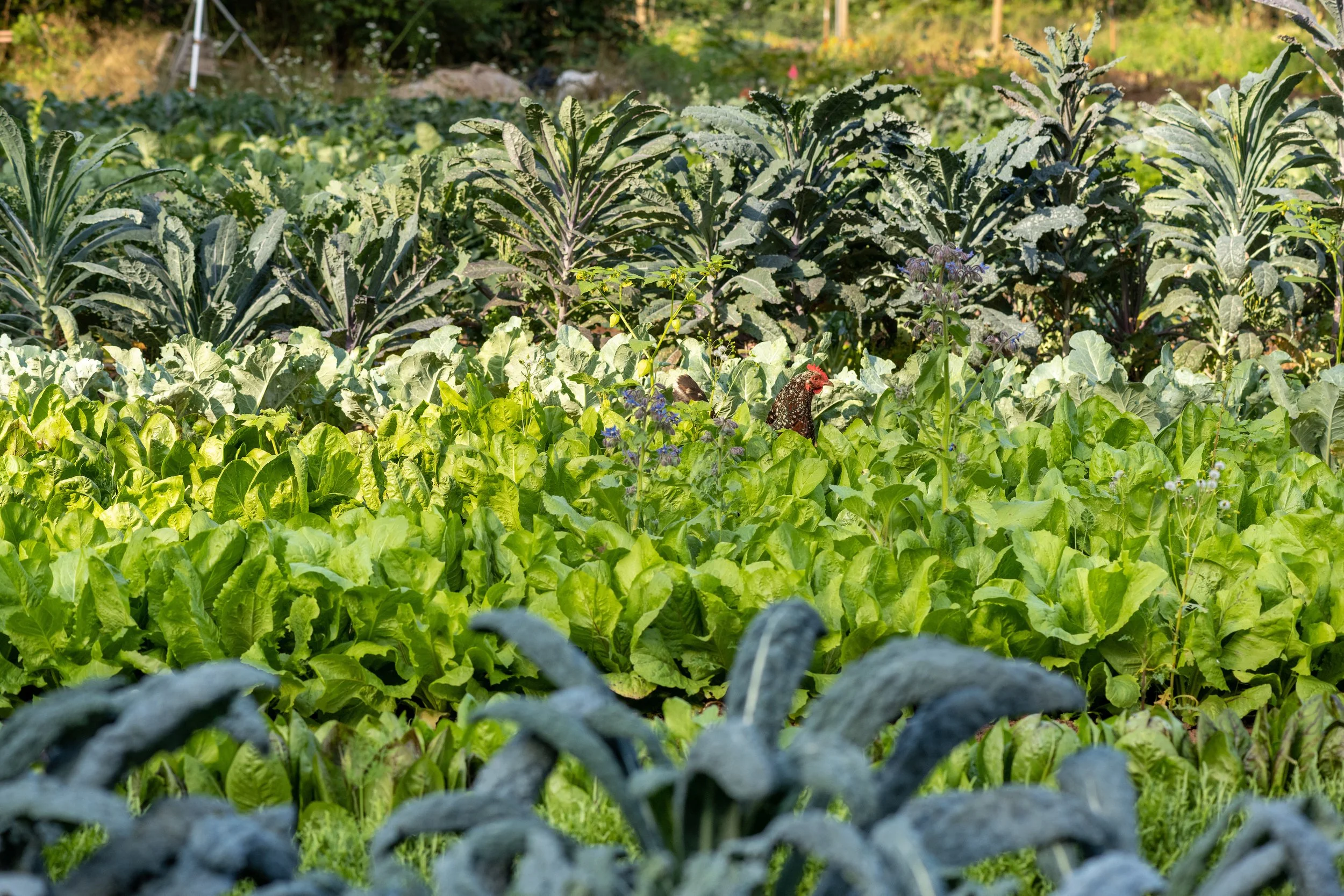Vegetable garden with lush leafy greens, purple flowering plants, and a chicken among the plants.